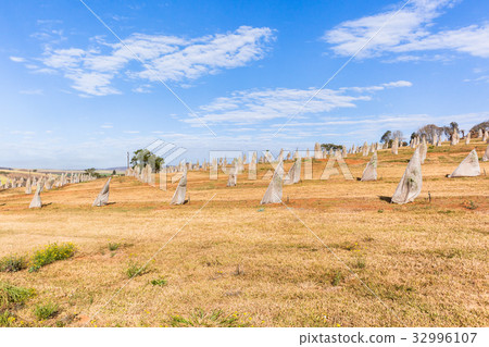 Young Fruit Trees Landscape 32996107