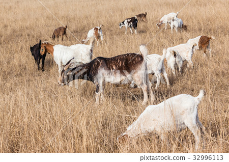 Goats Animal Herd Goats Animal Herd 32996113