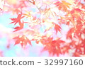 Sparkling maple 32997160