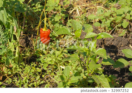 pod of red pepper 32997252