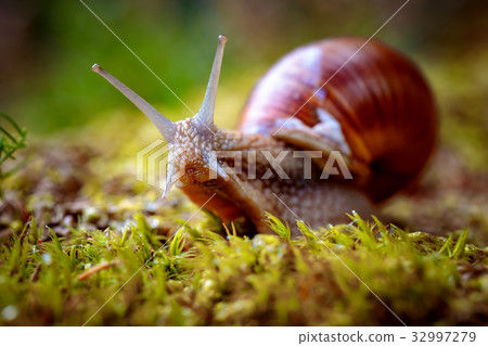 Helix pomatia also Roman snail, Burgundy snail 32997279