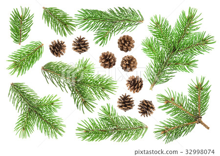 Fir tree branch and pine cones isolated on white 32998074