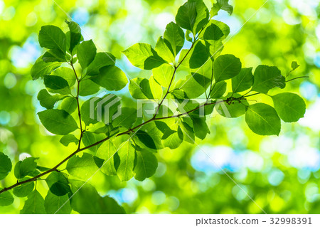  Fresh green eco image 32998391