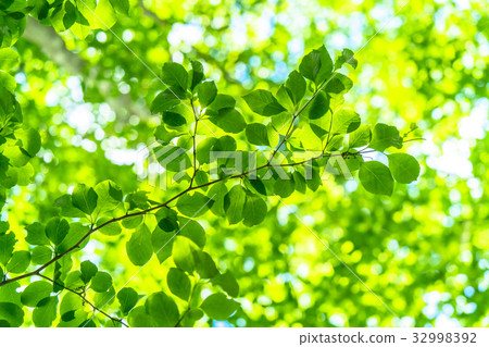 Fresh green eco image Fresh green eco image 32998392