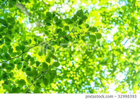 Fresh green eco image Fresh green eco image 32998393
