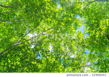 Fresh green eco image Fresh green eco image 32998441