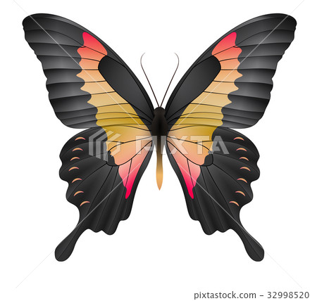 Beautiful butterfly isolated on a white background - Stock Illustration ...