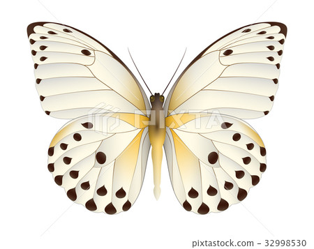 Beautiful butterfly isolated on a white background - Stock Illustration ...
