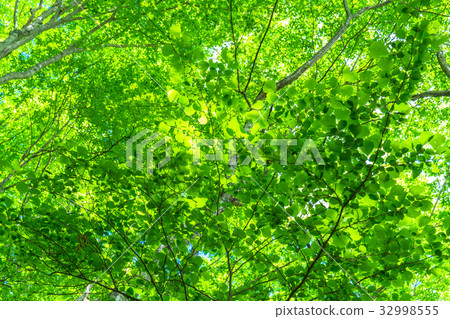 Fresh green eco image Fresh green eco image 32998555