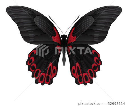 Beautiful butterfly isolated on a white background 32998614