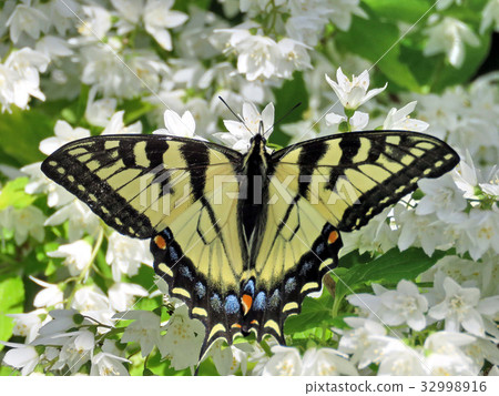 Toronto High Park Eastern Tiger Swallowtail 2017 32998916