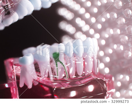 Dental teeth model root 32999273
