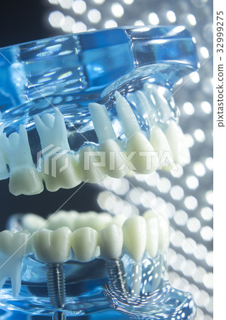 Dentists dental teeth model 32999275