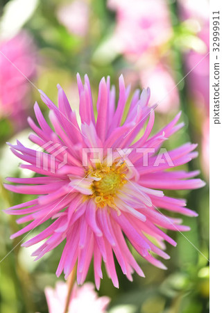 Dahlia Dahlia 32999911