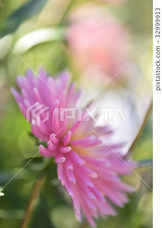 Dahlia Dahlia 32999913
