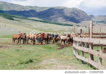 A small herd of horses in corral A small herd of horses in corral 33000506