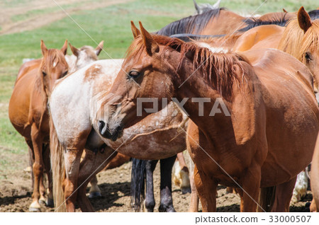 A small herd of horses in corral 33000507