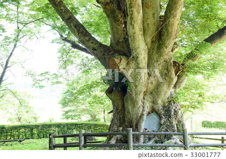 Zelkova Taiki Akita ken Zelkova Taiki Akita ken 33001777