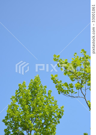 Lily tree and summer blue sky Lily tree and summer blue sky 33001861