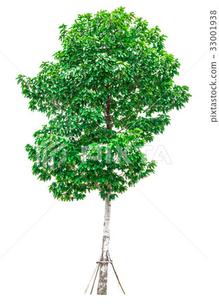 Green tree isolated on white background. 33001938