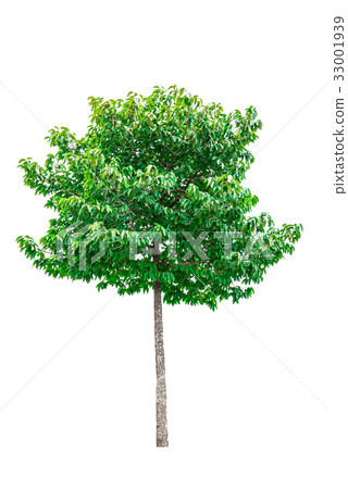 Green tree isolated on white background. Green tree isolated on white background. 33001939