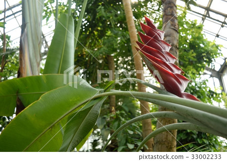 Tsukuba Experiment Botanical Garden Heliconia Caribaea 33002233