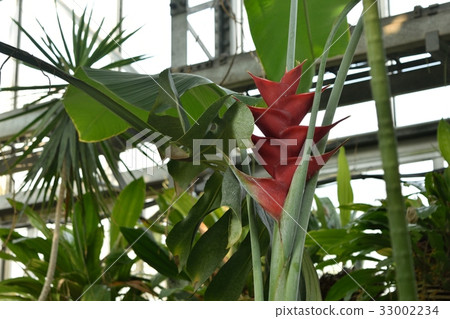 Tsukuba Experiment Botanical Garden Heliconia Caribaea 33002234