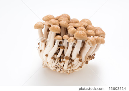 Bunashimeji Bunashimeji 33002314