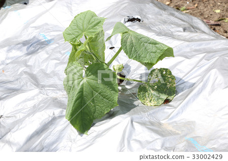 Pepper field with pesticides 33002429