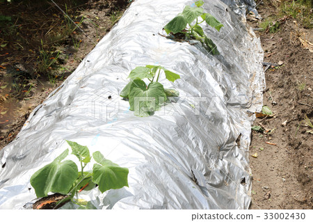 Pepper field with pesticides 33002430