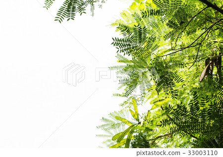 branch on white background, green leaf isolate. branch on white background, green leaf isolate. 33003110