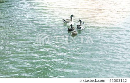 Ducks on a pond Ducks on a pond 33003112