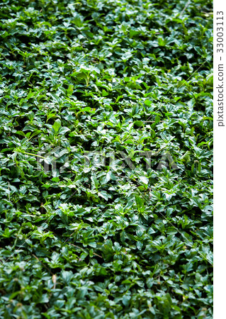 Green wall for texture Abstract background 33003113