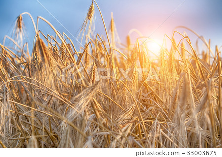 wheat field wheat field 33003675
