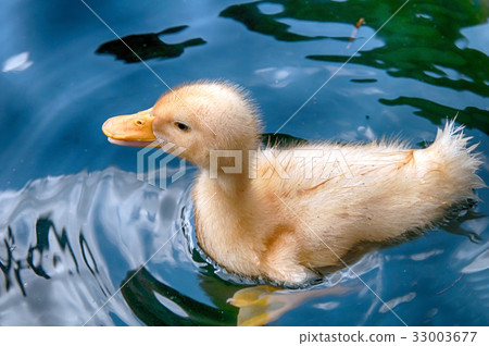 white duck 33003677