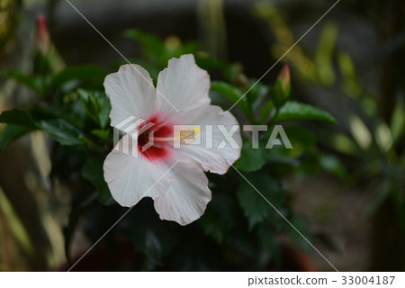Hibiscus flowers Hibiscus flowers 33004187