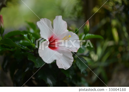 Hibiscus flowers Hibiscus flowers 33004188