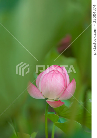 隱藏的蓮花 隱藏的蓮花 33004374