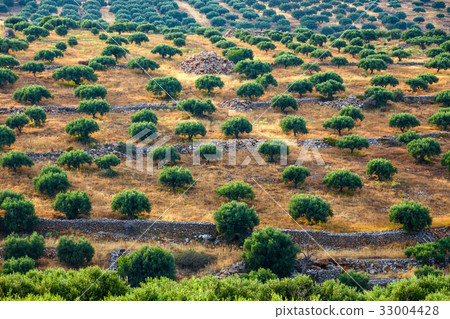 Olive fields on Crete Island in Greece 33004428