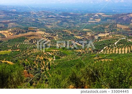 olive fields on Crete Island in Greece 33004445
