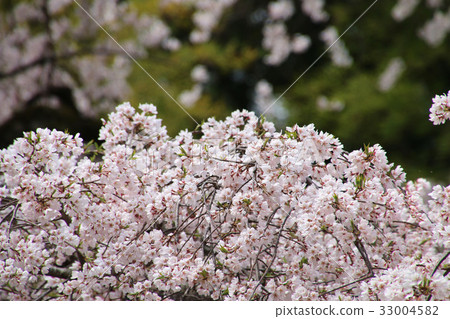 Ogawa Suwa Shrine Shiddare Zakura (Iwaki City) 33004582