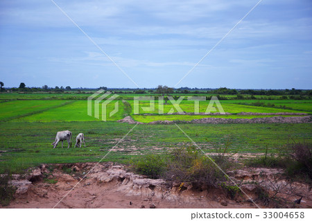 柬埔寨有水牛的暹粒路 33004658