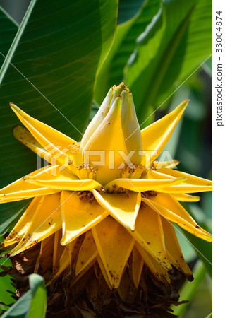 Chukinren (Musa Rashio Carpa) Chukinren (Musa Rashio Carpa) 33004874