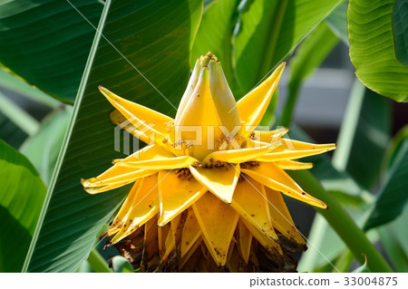 Chukinren（Musa Rashio Carpa） 33004875