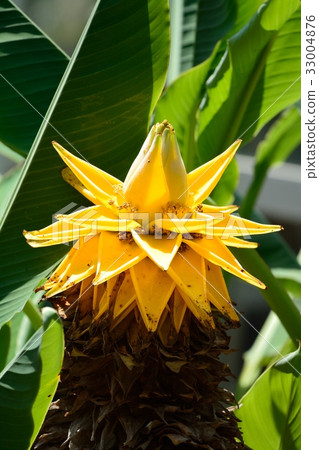 Chukinren (Musa Rashio Carpa) 33004876