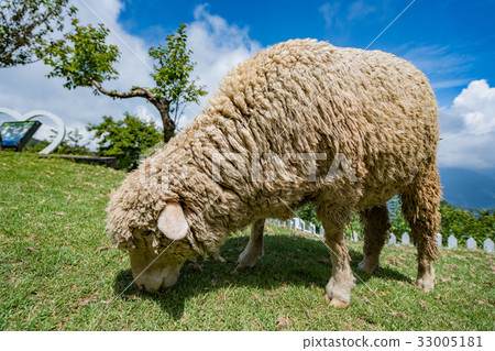 清境 農場 綿羊 33005181