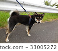 遛狗 33005272