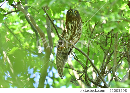 [野鳥] Aobazu 33005398