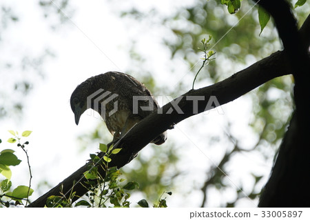 Black-crowned egret 33005897
