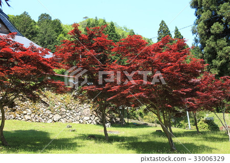 Takuunji寺的野村楓 Takuunji寺的野村楓 33006329